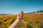 Hand holding a can of Athletic Brewing Co.'s non-alcoholic beer in a vibrant flower field under a clear blue sky, showcasing outdoor refreshment.